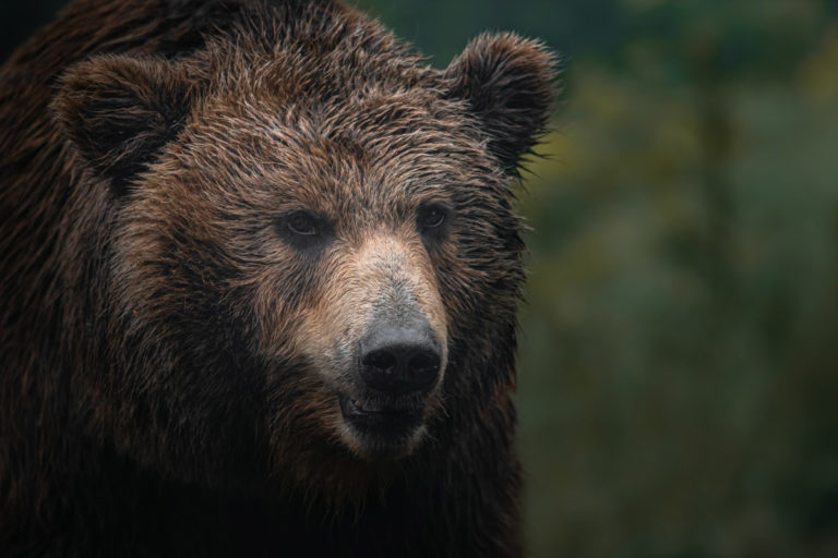 Donate to the Bear Grant Fund